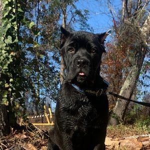 Meet your Posher, Jackson